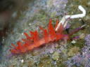 Flabellina sp. cf. rubrolineata