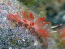 Flabellina sp. cf. rubrolineata