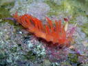 Flabellina sp. cf. rubrolineata