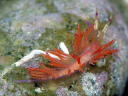 Flabellina sp. cf. rubrolineata