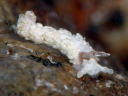 Aeolidiella alba