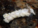 Aeolidiella alba