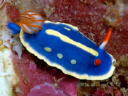 Hypselodoris festiva