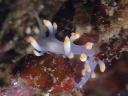 Flabellina bicolor