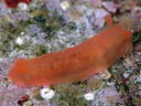 Dendrodoris nigra