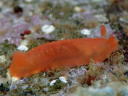 Dendrodoris nigra