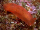 Dendrodoris nigra