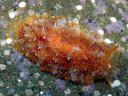 Pleurobranchus albiguttatus