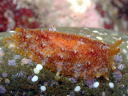 Pleurobranchus albiguttatus