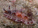 Dendrodoris denisoni