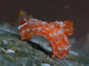 Polycera sp. 2