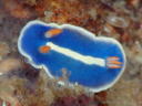 Hypselodoris festiva