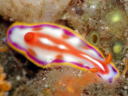 Hypselodoris kaname