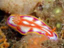 Hypselodoris kaname