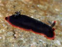 Dendrodoris fumata