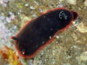 Dendrodoris fumata