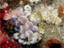 Phyllodesmium magnum