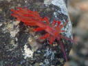 Flabellina sp. cf. rubrolineata