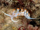 Flabellina bicolor