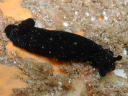 Dendrodoris nigra