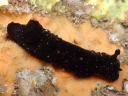 Dendrodoris nigra