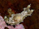 Polycera japonica