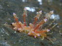 Eubranchus sp. 4