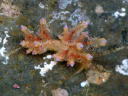 Eubranchus sp. 4