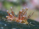 Eubranchus sp. 4