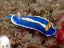 Hypselodoris festiva