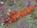 Flabellina sp. cf. rubrolineata