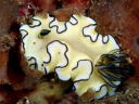 Glossodoris atromarginata