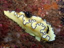 Glossodoris atromarginata