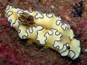 Glossodoris atromarginata