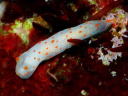 Gymnodoris alba