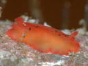 Dendrodoris fumata