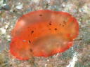 Dendrodoris fumata