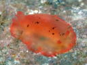 Dendrodoris fumata