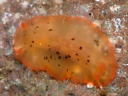 Dendrodoris fumata