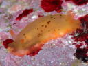 Dendrodoris fumata