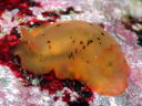 Dendrodoris fumata