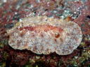 Hoplodoris [Old Carminodoris] bifurcata