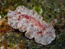 Hoplodoris [Old Carminodoris] bifurcata