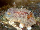 Hoplodoris [Old Carminodoris] bifurcata