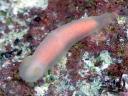 Gymnodoris citrina