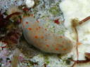 Gymnodoris alba