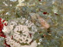 Spurilla chromosoma