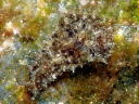 Dolabella auricularia