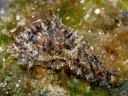 Dolabella auricularia