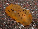 Dendrodoris fumata